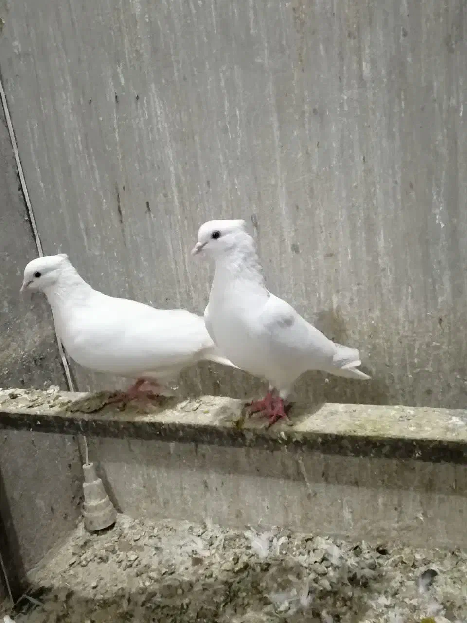 کبوتر نقش و پرشی|پرنده|الیگودرز, |دیوار