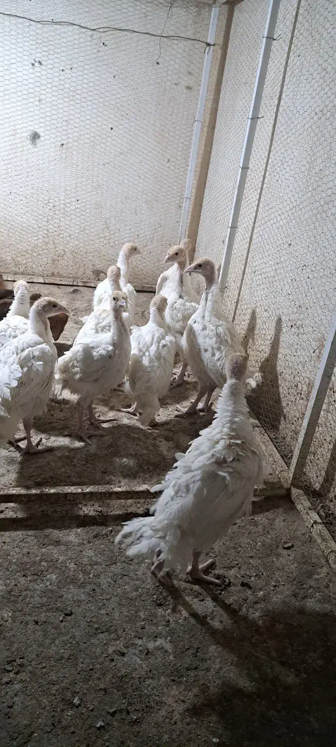 بوقلمون بیوتی|حیوانات مزرعه|سراوان, |دیوار