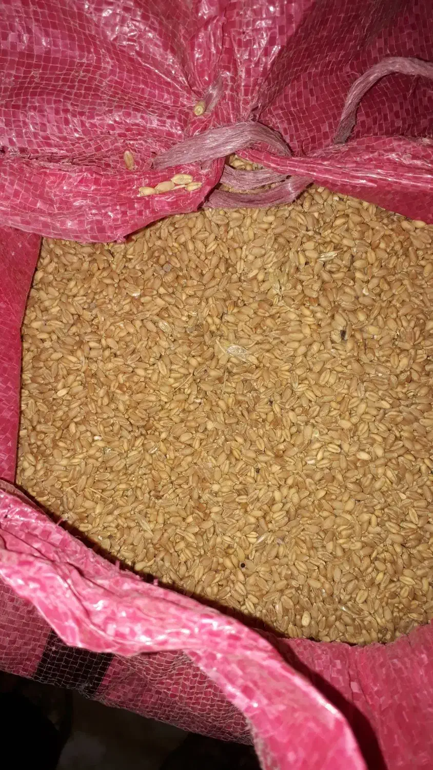 گندم بذری|عمده‌فروشی|شیراز, محراب|دیوار