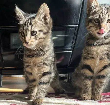 واگذاری گربه،۳ ماهه، دستی، خشگل|گربه|لنجان, |دیوار