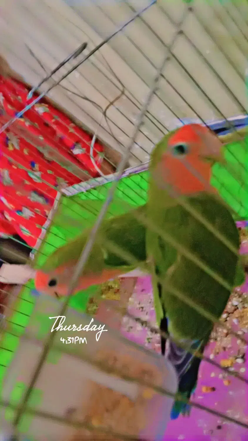 طوطی برزیلی|پرنده|سوسنگرد, |دیوار