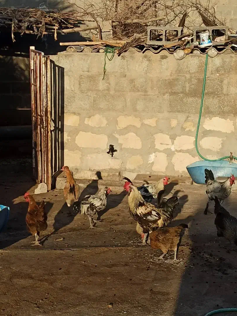 مرغ و خروس محلی|حیوانات مزرعه|گله دار, |دیوار