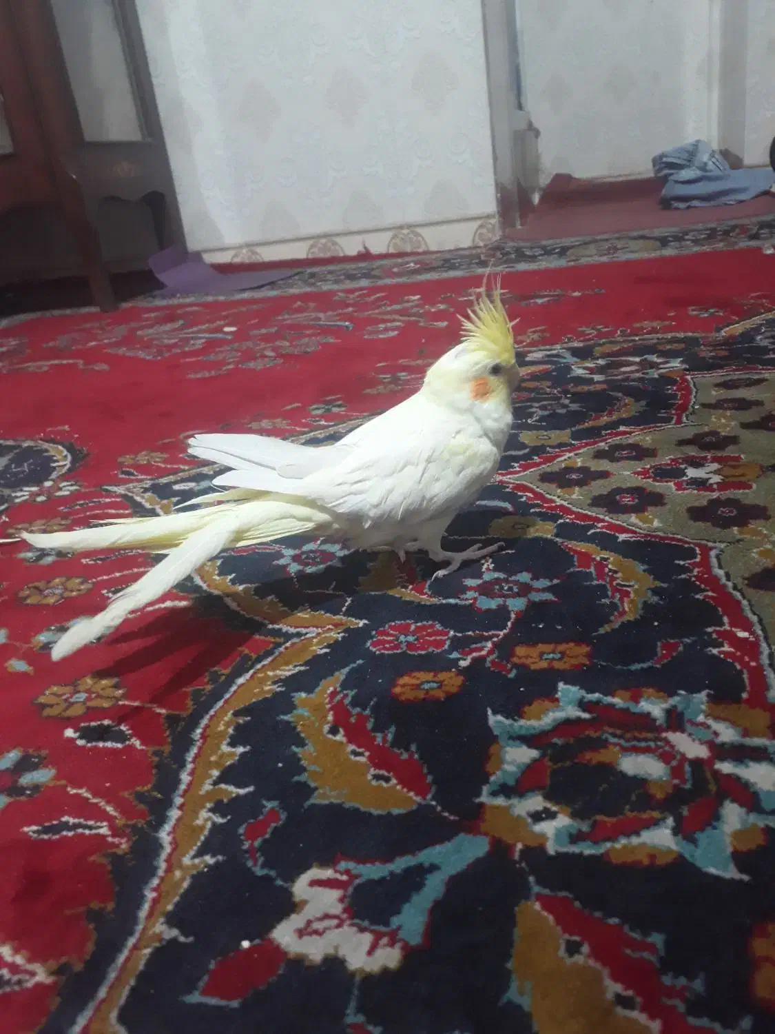 معاوضه طوطی برزیلی|پرنده|پیشوا, |دیوار