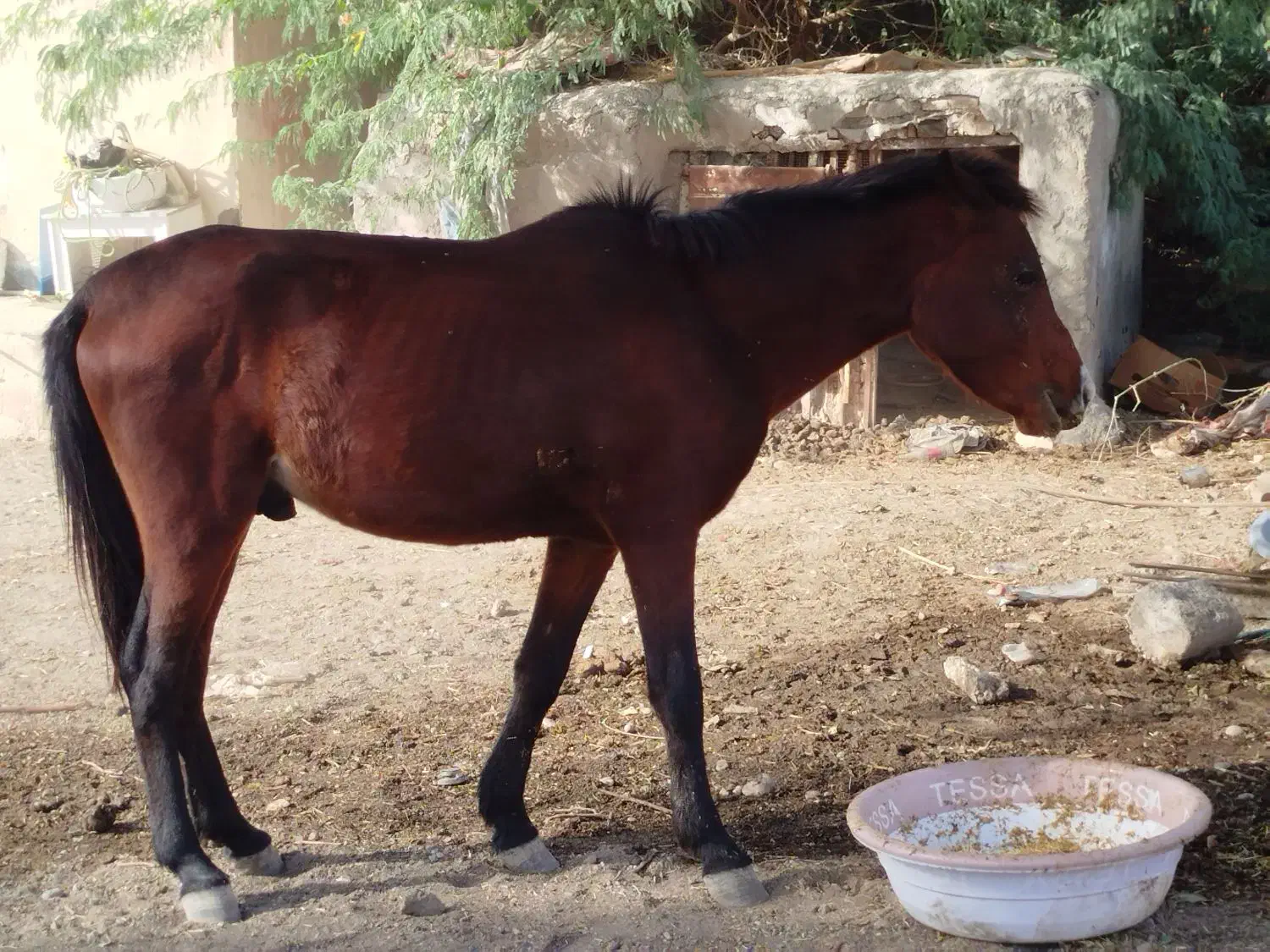 اسب|اسب و تجهیزات اسب‌سواری|میناب, |دیوار