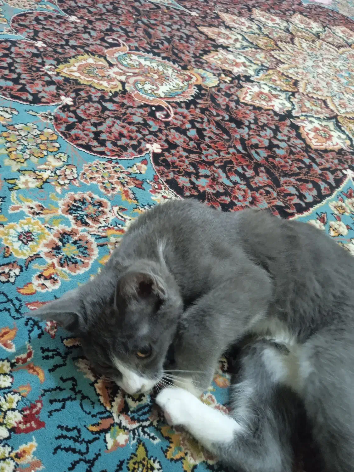 واگذاری بچه گربه|گربه|سروآباد, |دیوار