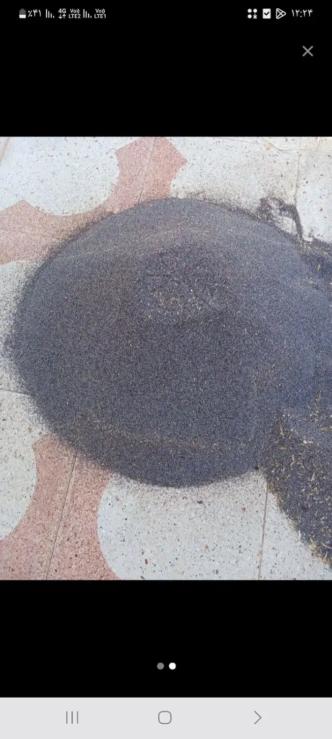 بذر گوجه ای|خدمات باغبانی و درختکاری|کوهدشت, |دیوار