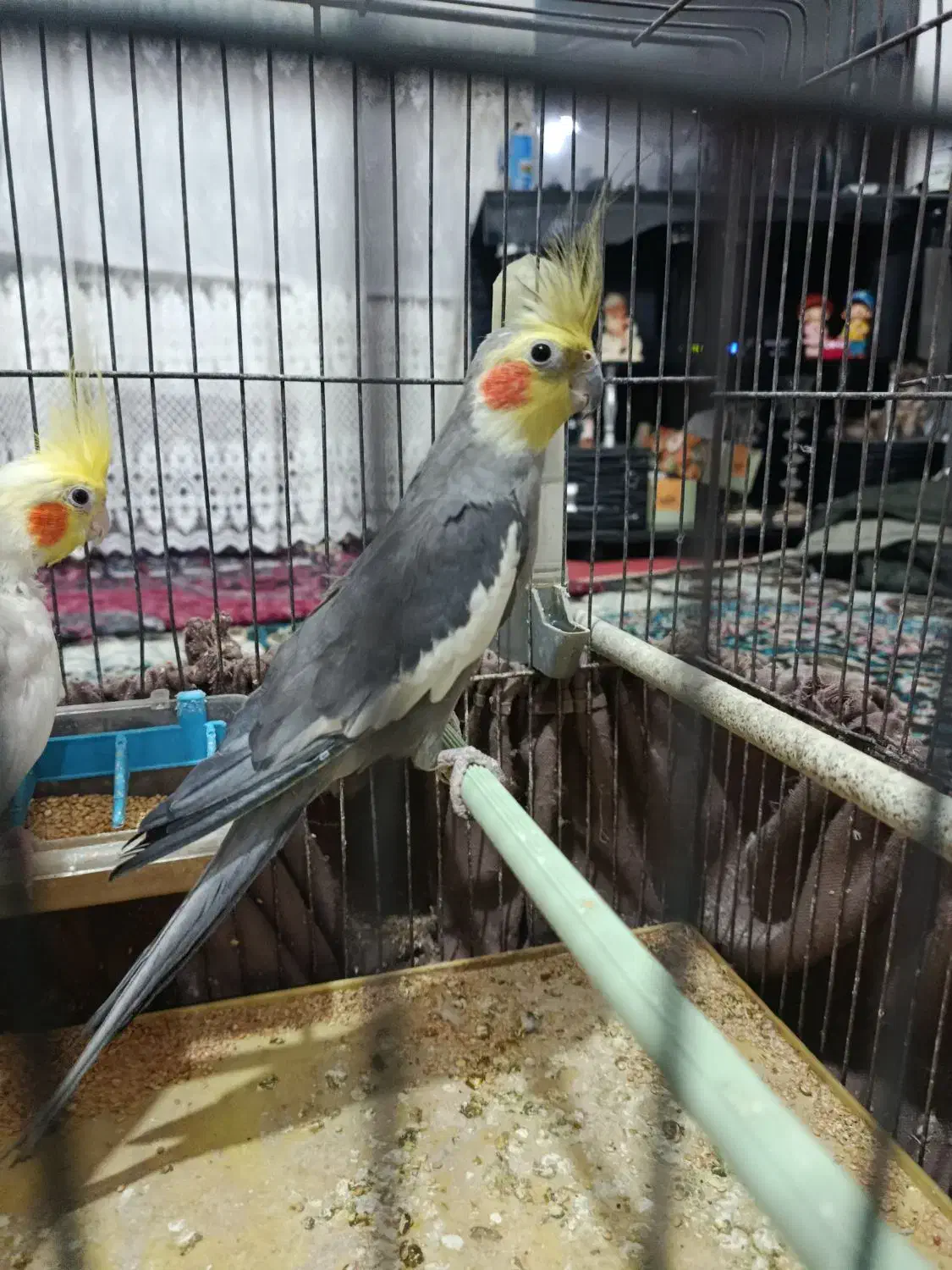 3عدد عروس هلندی|پرنده|اهر, |دیوار