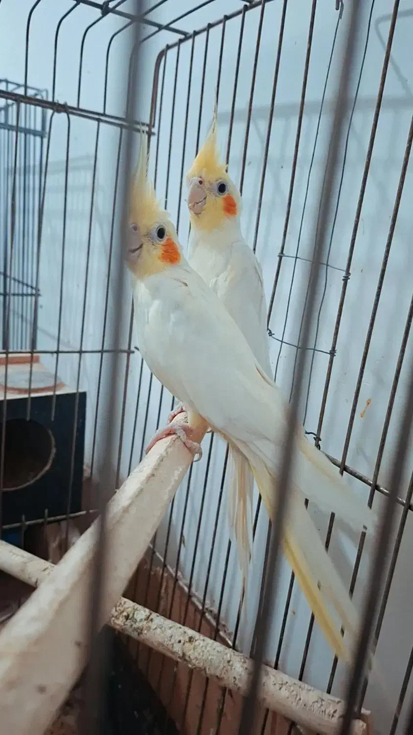 جفت عروس هلندی مولد به شرط|پرنده|شوشتر, |دیوار