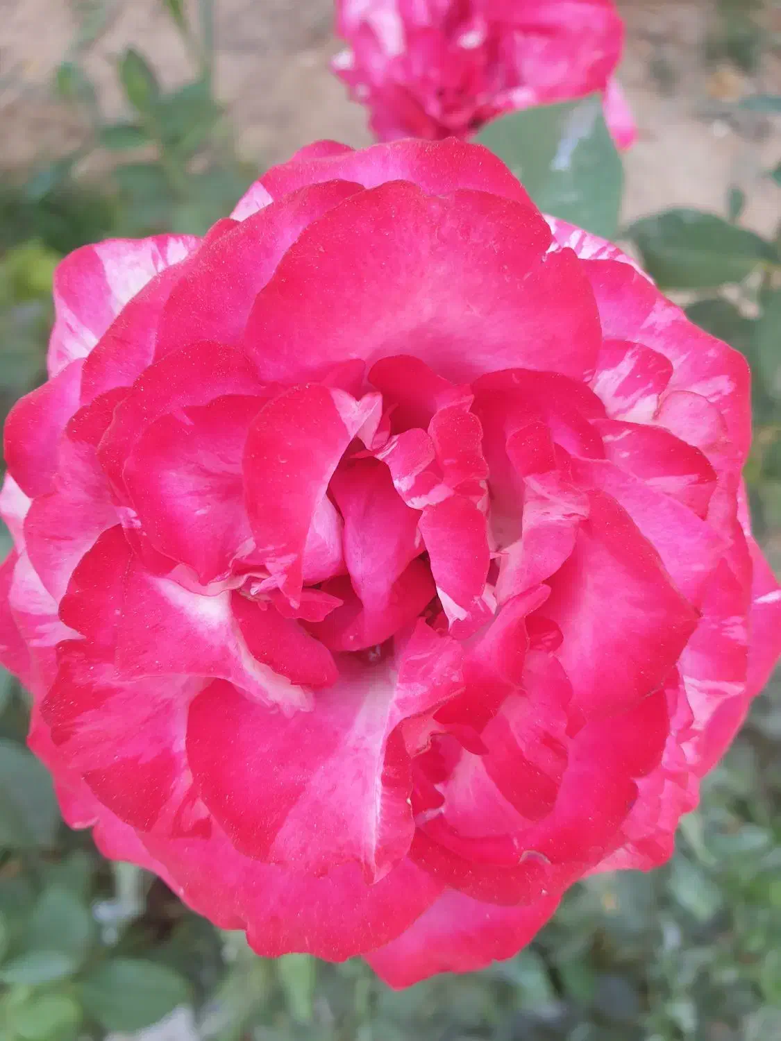 فعالیت داوطلبانه|فعالیت داوطلبانه|شیراز, شهرک مفتح|دیوار