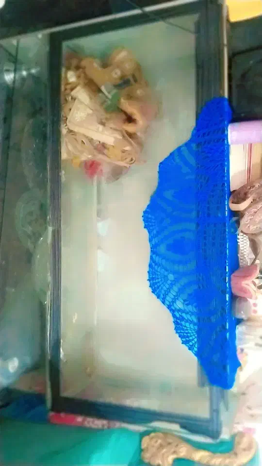 آکواریوم بزرگ سالم|ماهی|گلبهار, شهر جدید گلبهار|دیوار