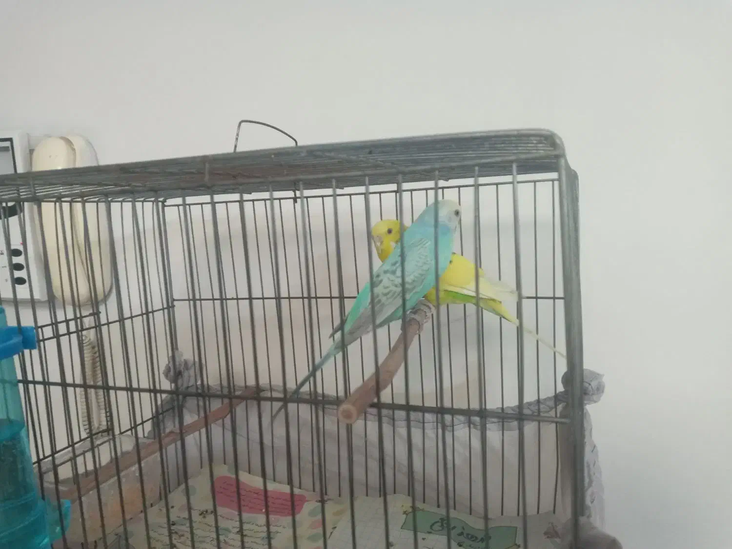 مرغ عشق|پرنده|تهران, ارامنه|دیوار