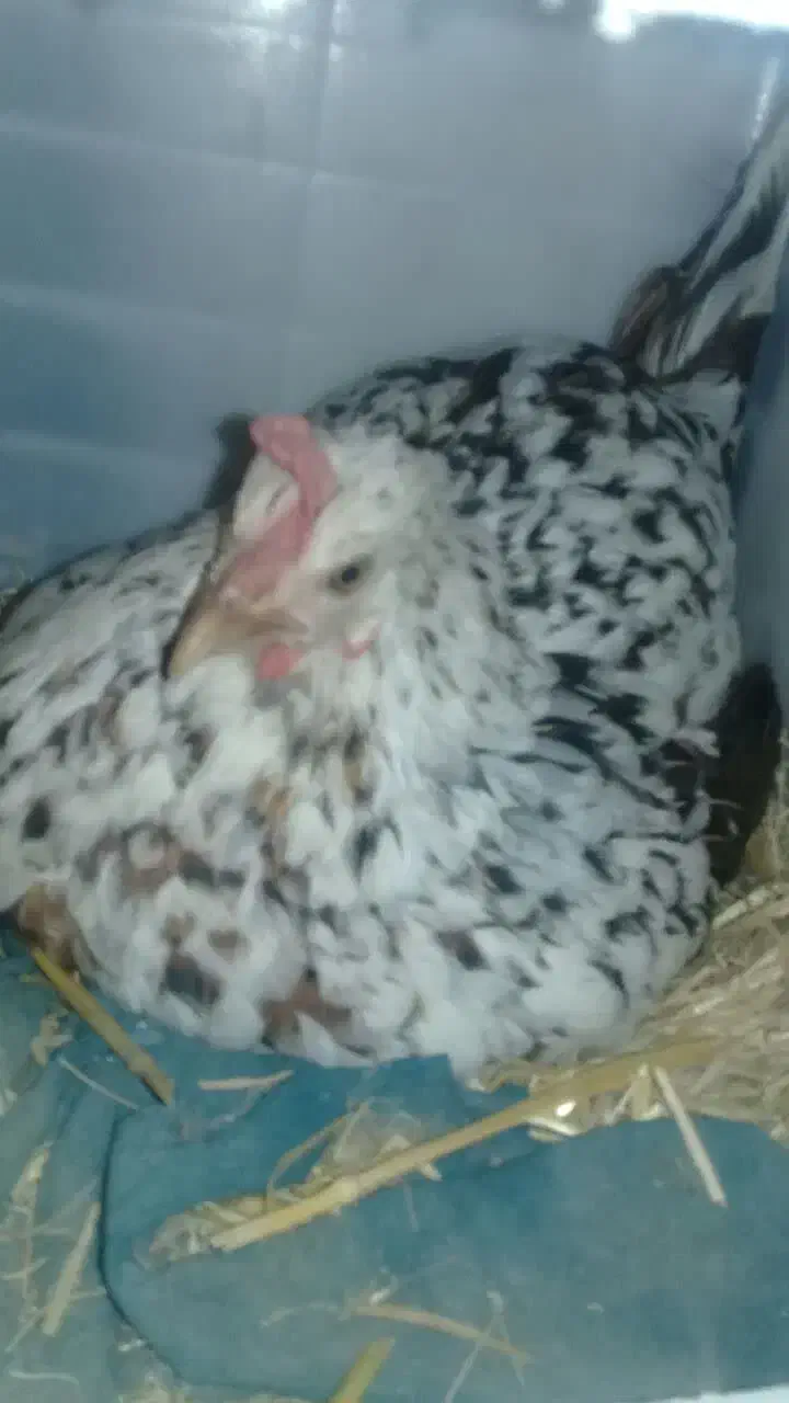 مرغوخروس|حیوانات مزرعه|فلاورجان, |دیوار