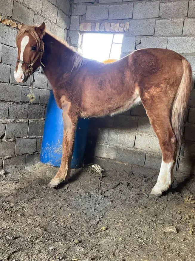 کره نریان|اسب و تجهیزات اسب‌سواری|مشهد, ابرغن|دیوار