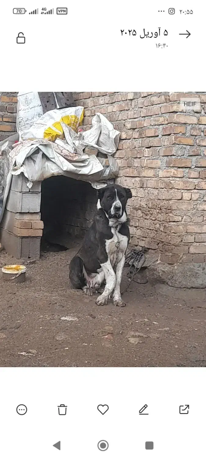 پژدر ماده ۳ ساله|سگ|پیر سلیمان, |دیوار