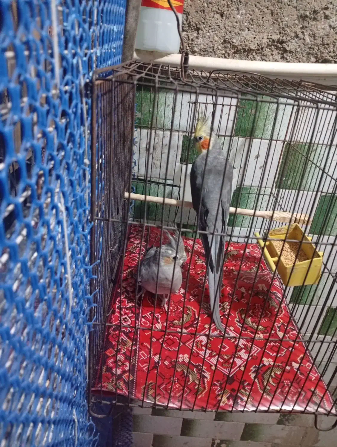 یک جفت عروس هلندی|پرنده|پاکدشت, پاکدشت (مامازند)|دیوار