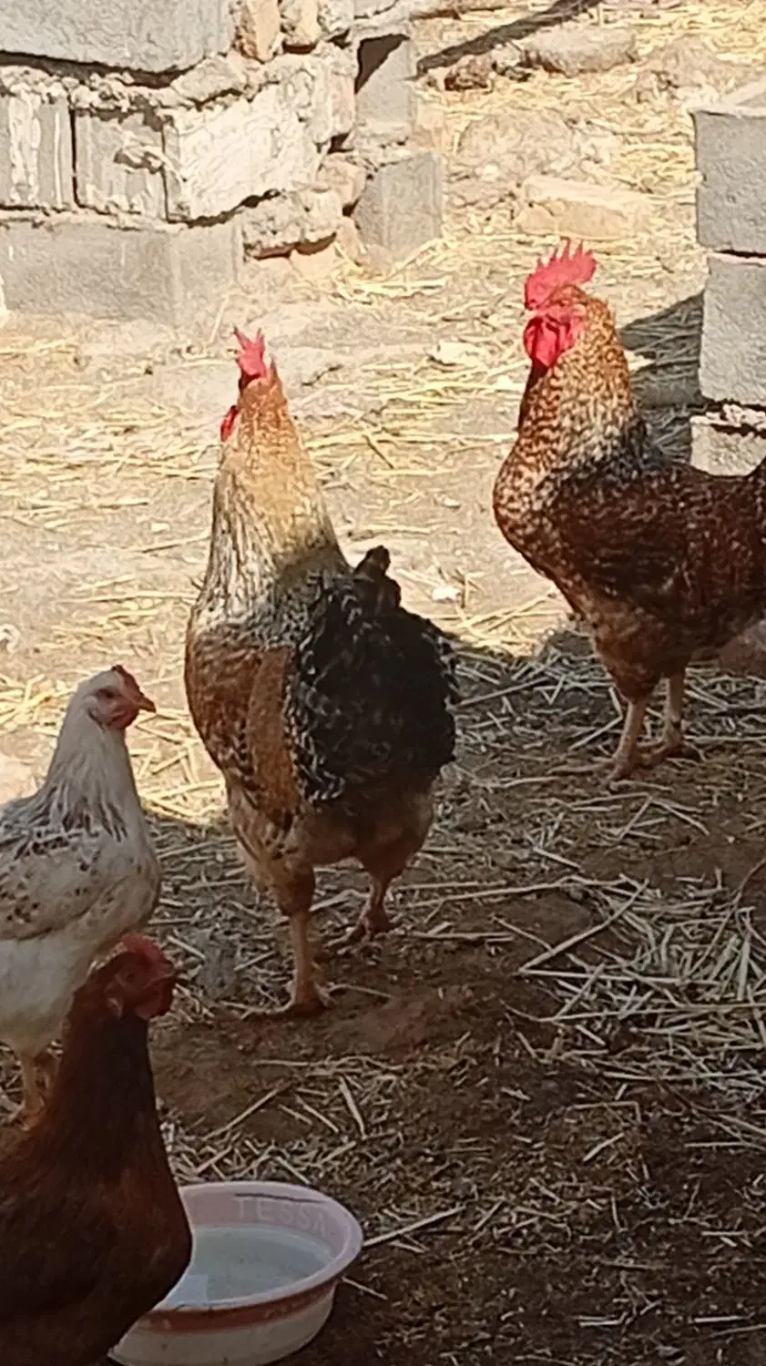 خروس چاق وسرحال|حیوانات مزرعه|تربت‌حیدریه, بازار|دیوار