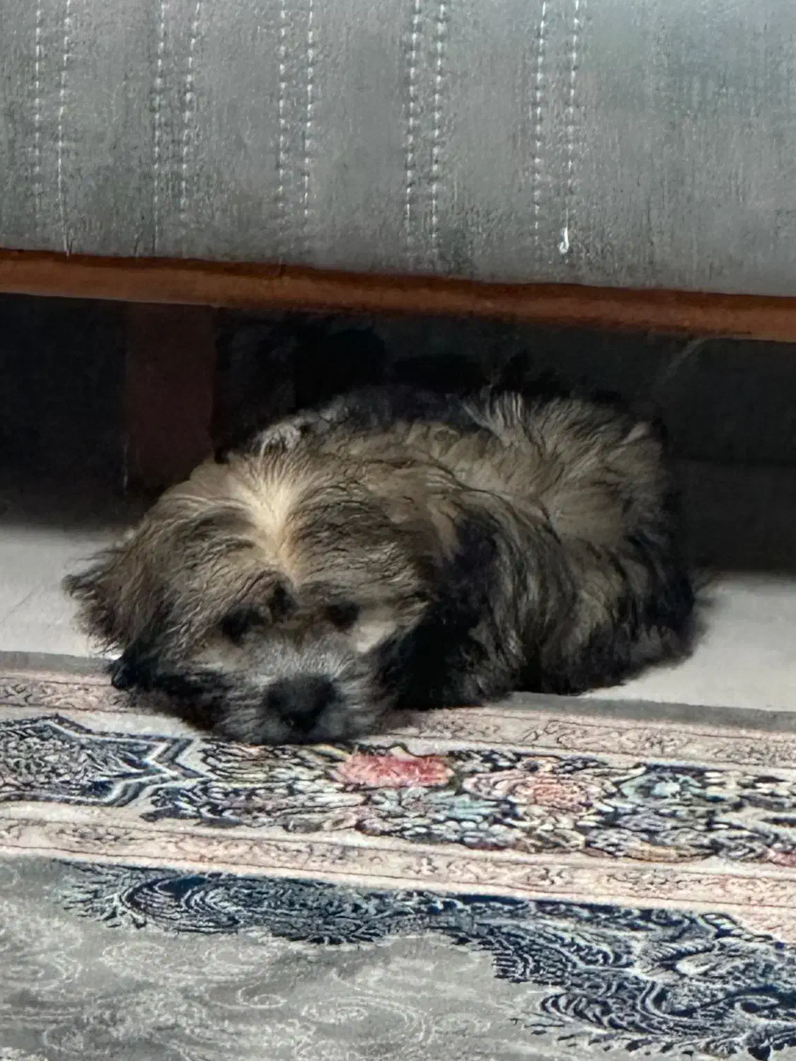 واگذاری|سگ|پاکدشت, پاکدشت (مامازند)|دیوار