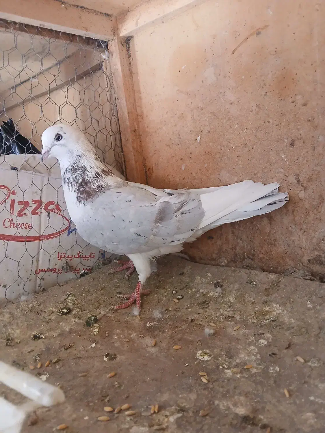 کبوتر|پرنده|تهران, شهرک رضویه|دیوار