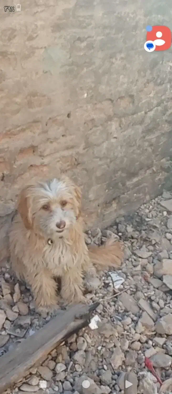 گمشده|حیوانات|فسا, |دیوار