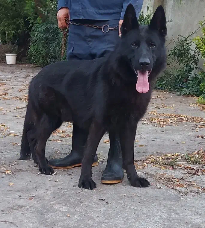 سگ های نژاددار ژرمن بلک وشپرد|سگ|سنگر, |دیوار