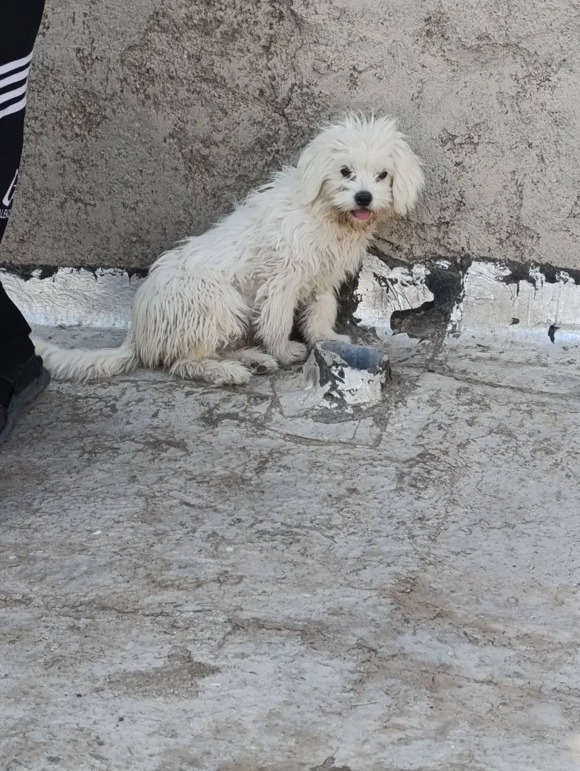 پا کوتاه|سگ|اشتهارد, |دیوار