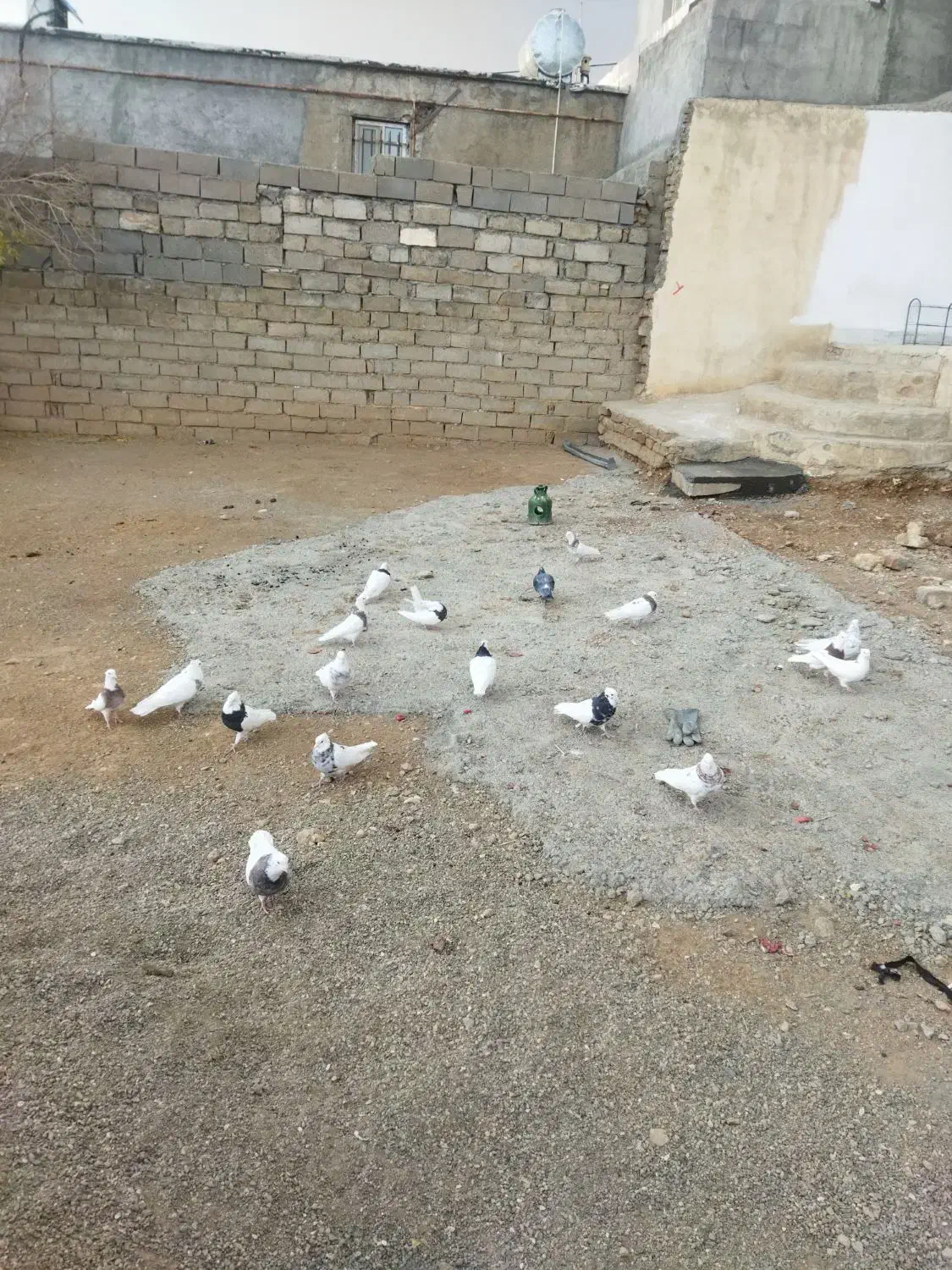 کبوتر طوقی|پرنده|بیستون, |دیوار