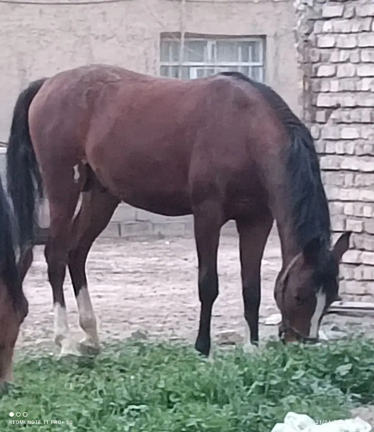 کره نریان کرد|اسب و تجهیزات اسب‌سواری|اراک, |دیوار