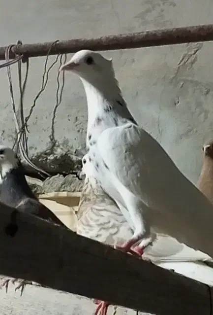 گمشده|حیوانات|کنارک, |دیوار