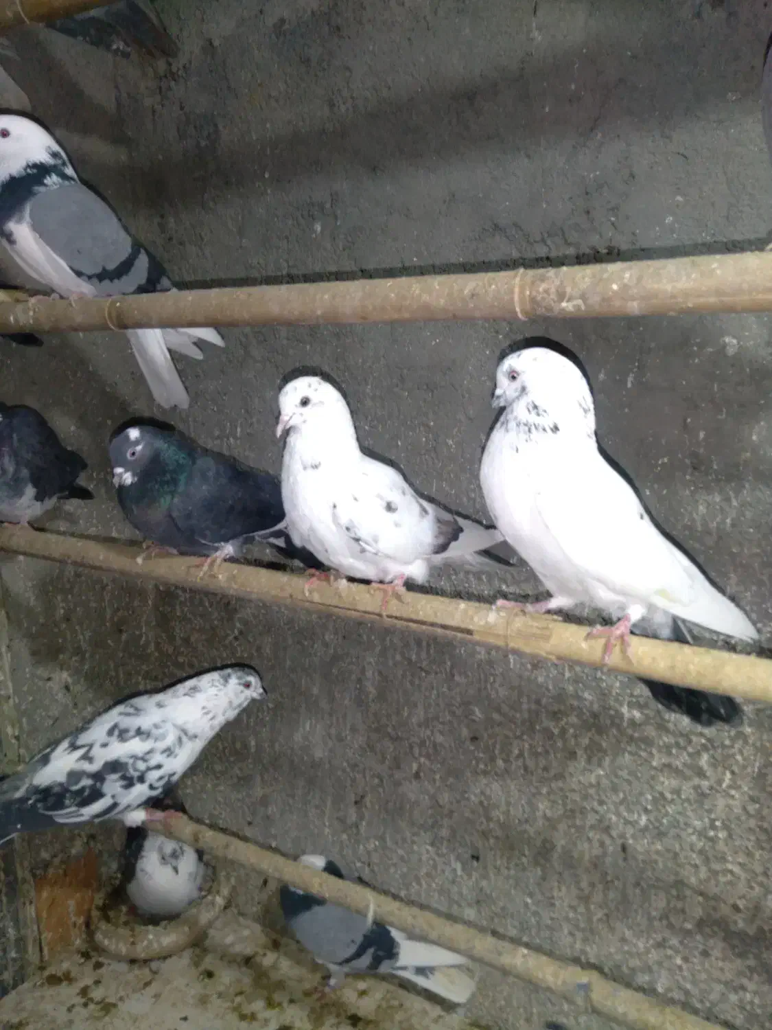 کفتر تهرانی پرشی|پرنده|هشتگرد, شهرک بعثت|دیوار