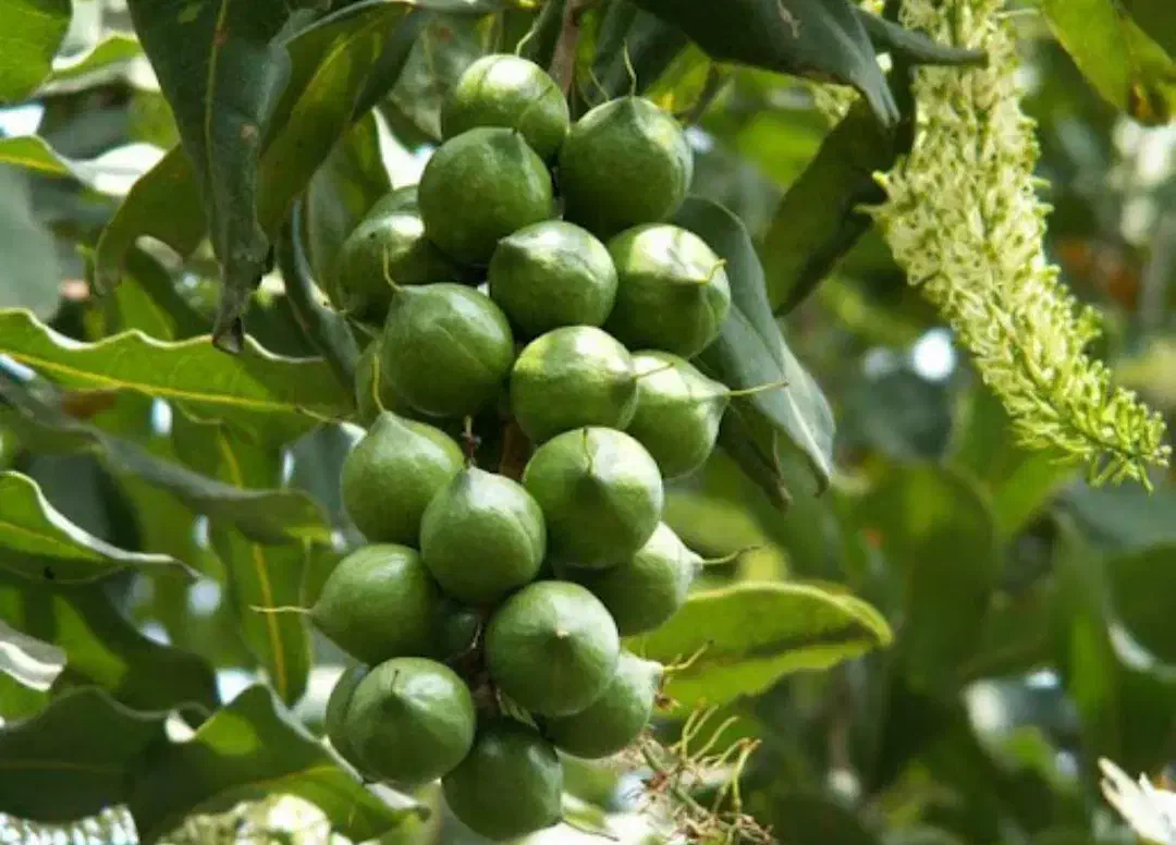 نهالستان ارقام متنوع پربار و دیرگل پالیز.|خدمات باغبانی و درختکاری|بافت, |دیوار
