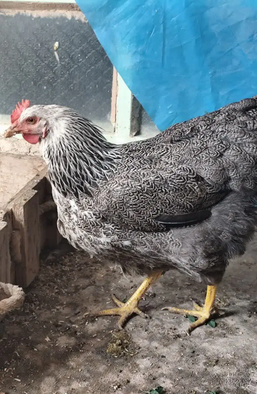 مرغ ساسکس|حیوانات مزرعه|اصفهان, شهرک صنعتی جی|دیوار