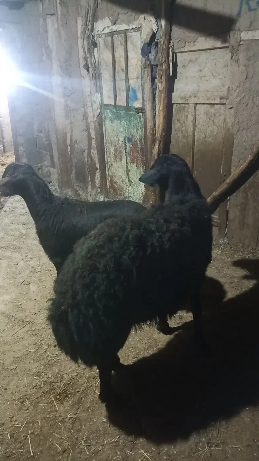 دو راس گوچ قره قیزیل|حیوانات مزرعه|ترکمانچای, |دیوار