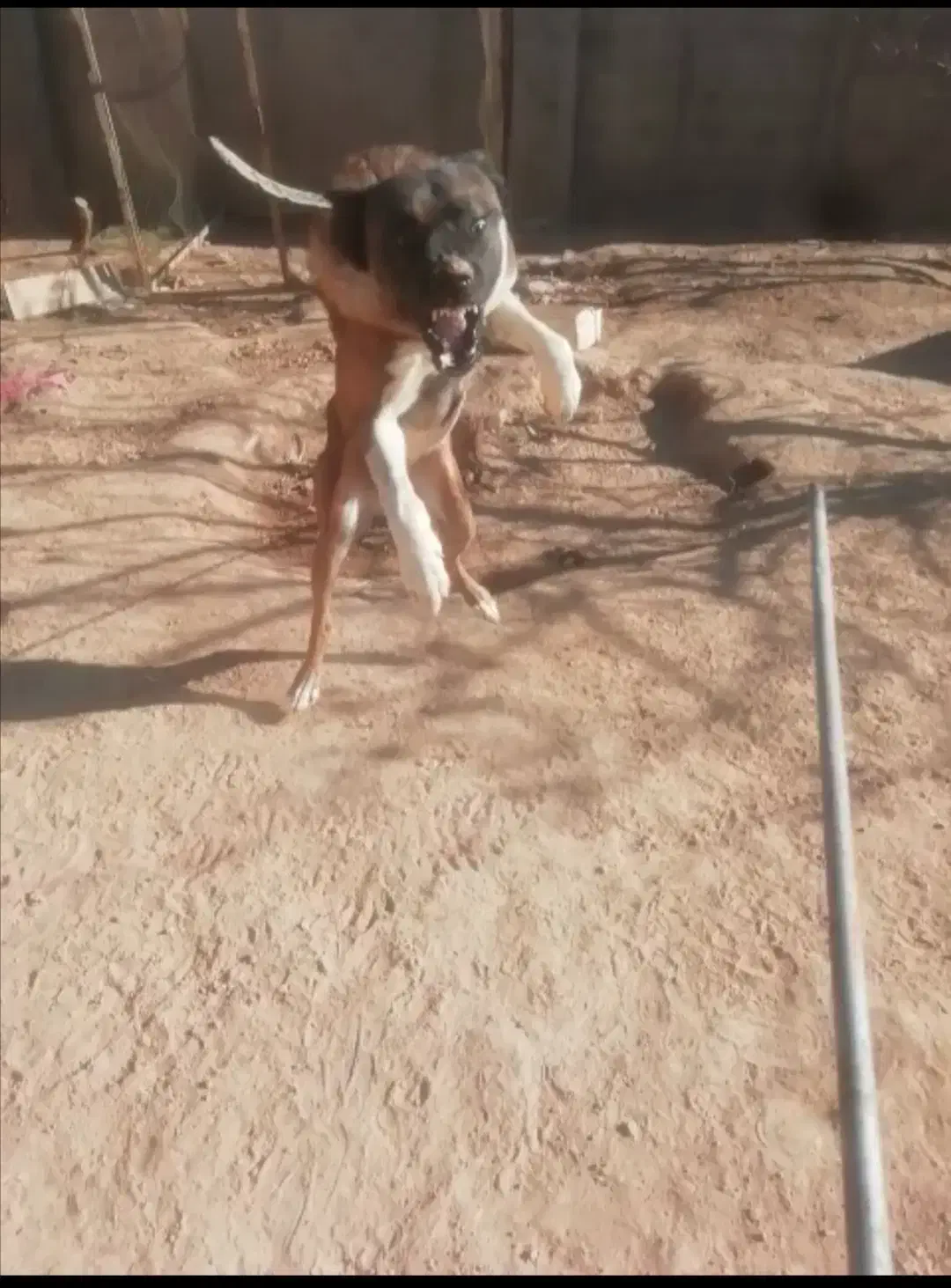 دو قلاده سگ نگهبان عالی هر دو نر|سگ|چهارباغ, |دیوار