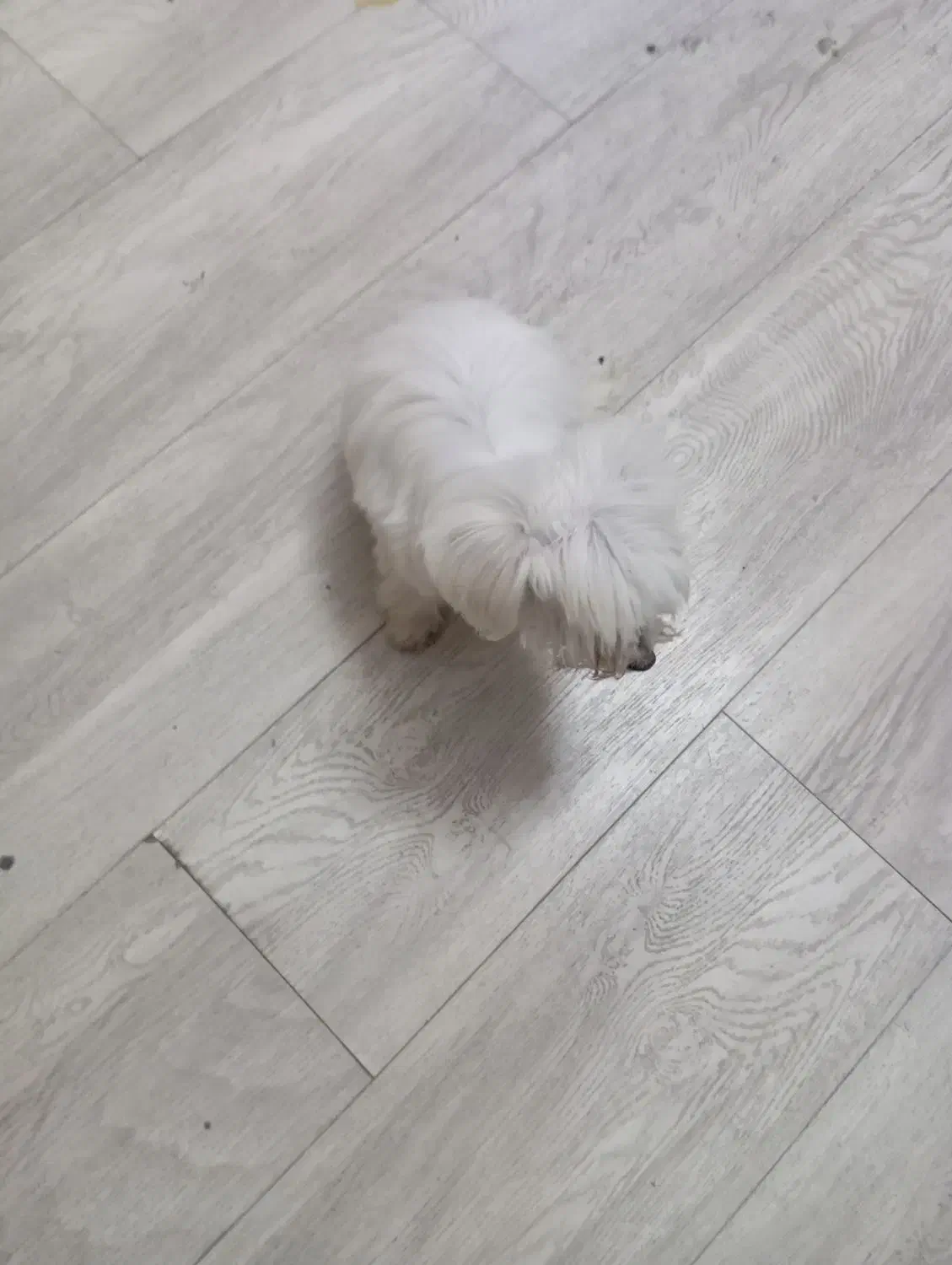 سگ پامرا|سگ|خرم‌آباد, |دیوار