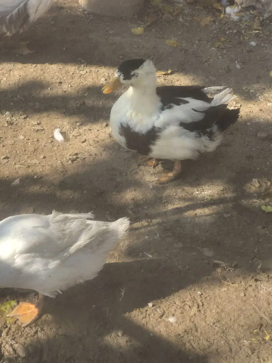 اردک و مرغ|حیوانات مزرعه|تهران, والفجر (افسریه)|دیوار