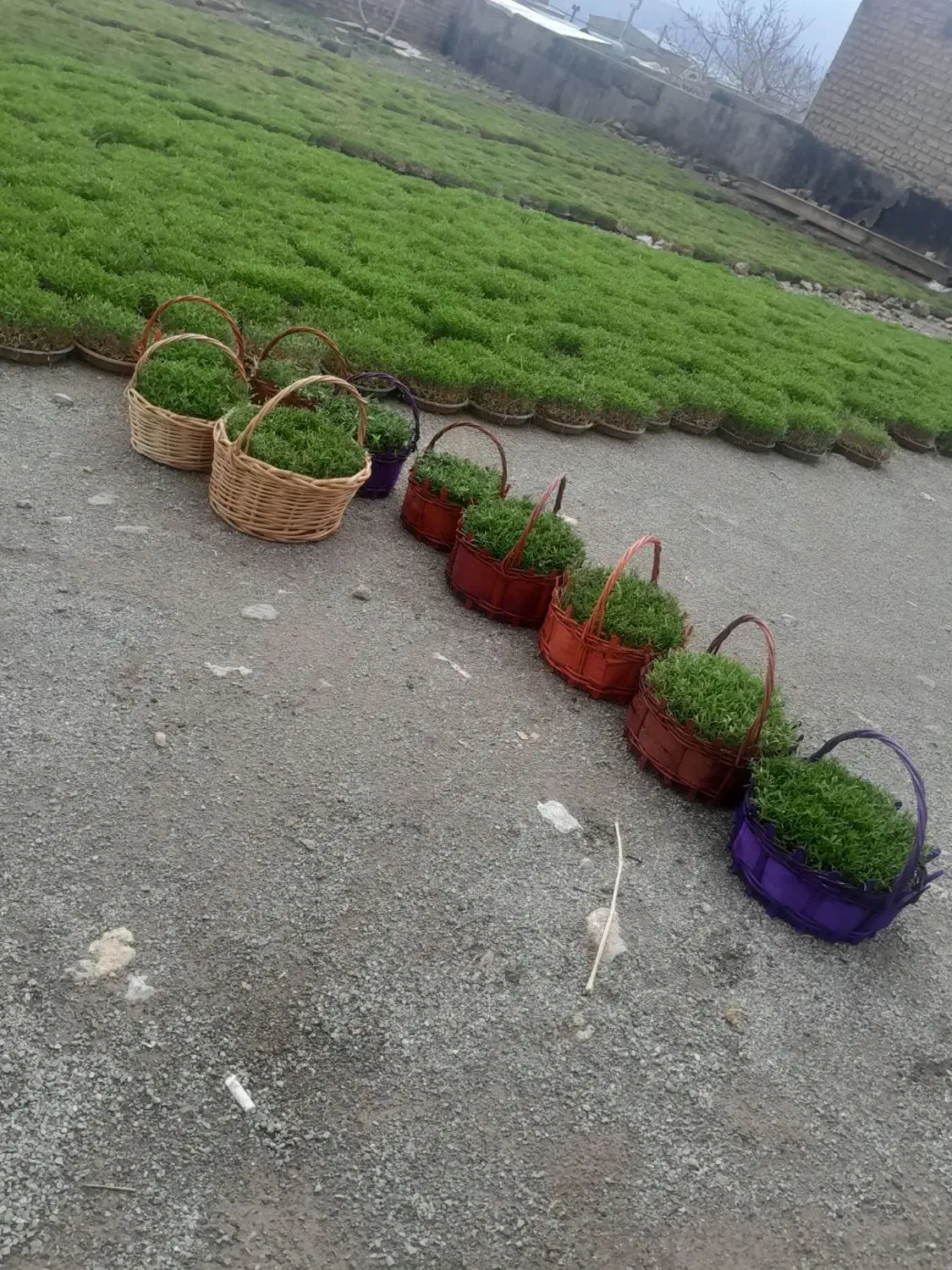 سبزی عید عمده فروشی|گل و گیاه طبیعی|پاکدشت, پارچین|دیوار