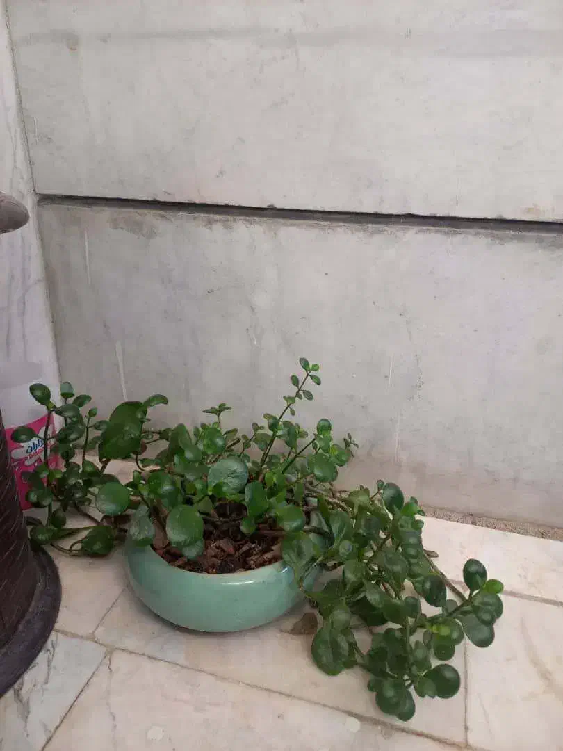 گل های زیبا|گل و گیاه طبیعی|فردیس, خیام شرقی|دیوار