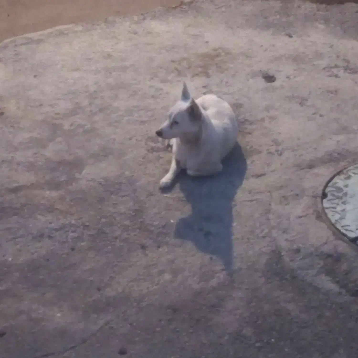 واگذاری سگ|سگ|همدان, |دیوار