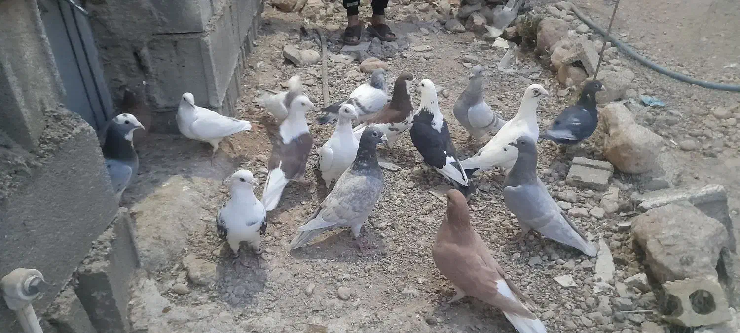 کفتر|پرنده|برازجان, |دیوار