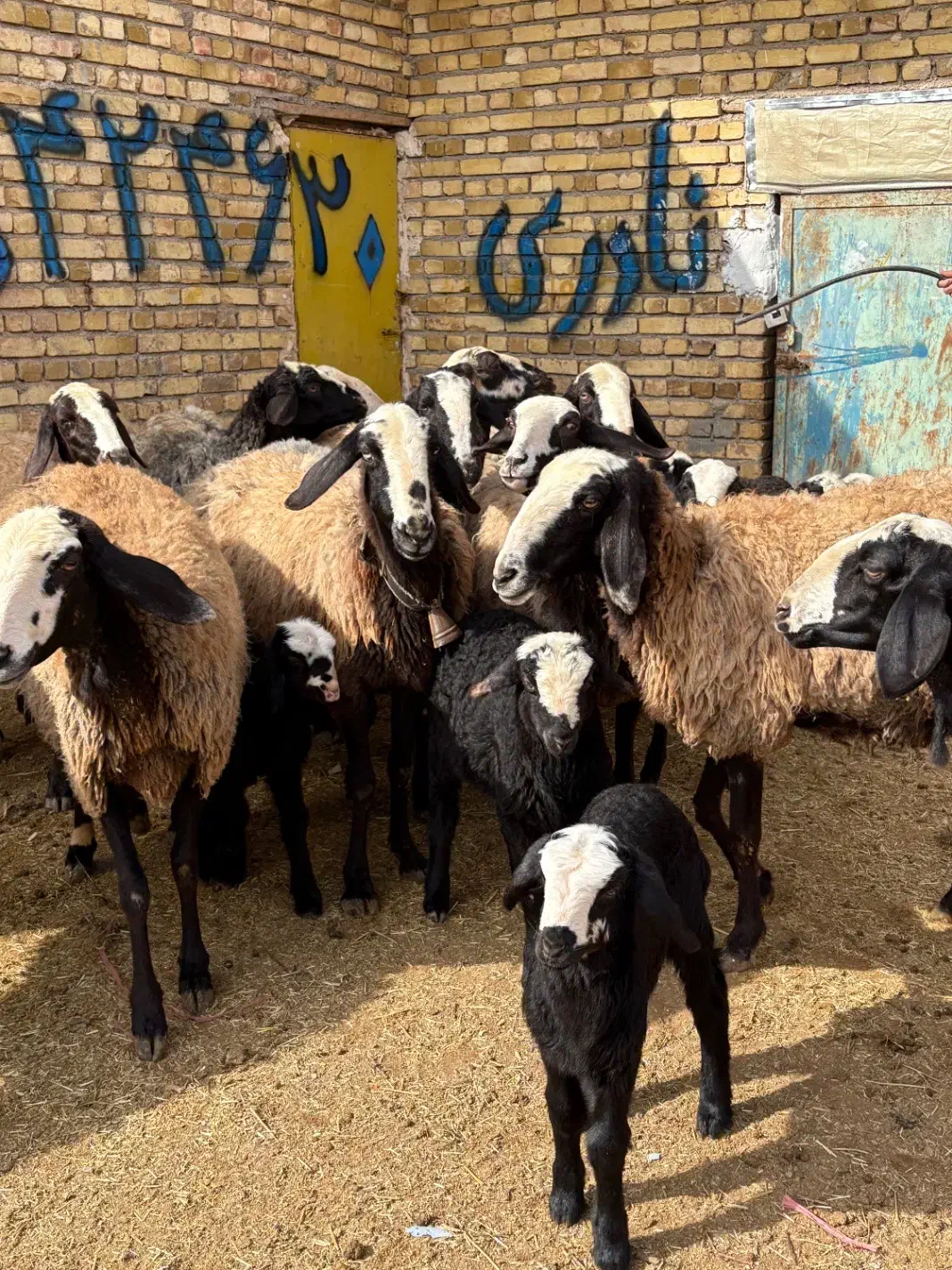 12راس میش بره دار و دوقلو|حیوانات مزرعه|قزوین, |دیوار