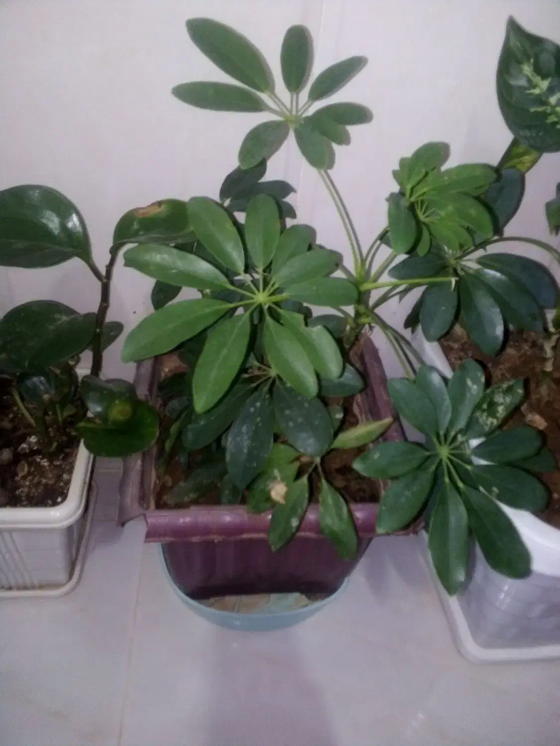 6تا عددگل|گل و گیاه طبیعی|آباده, |دیوار