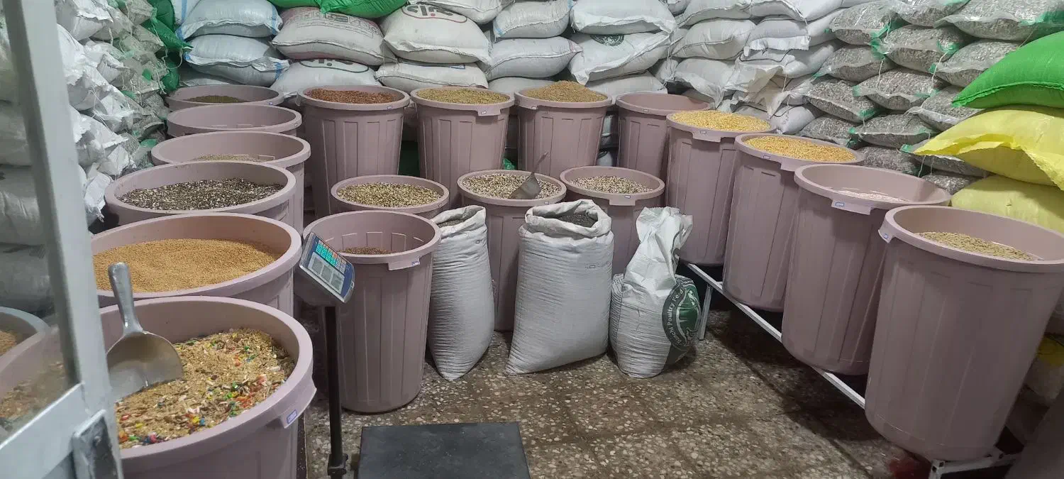 انواع پرنده ،لوازم جانبی،و دان پرندگان|پرنده|مسجد سلیمان, |دیوار