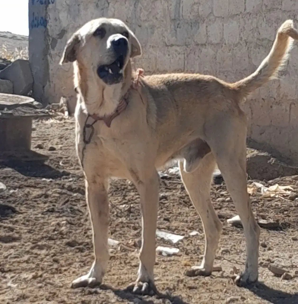 سگ عراقی|سگ|اشنویه, |دیوار
