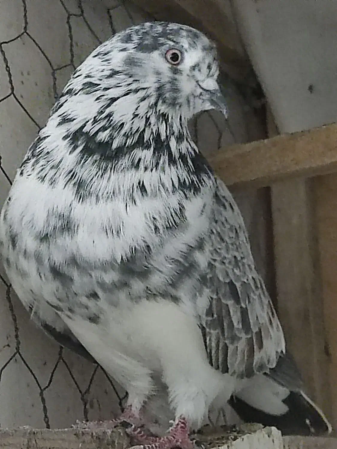 ماده های پروازی خوب|پرنده|رشت, معلولین|دیوار