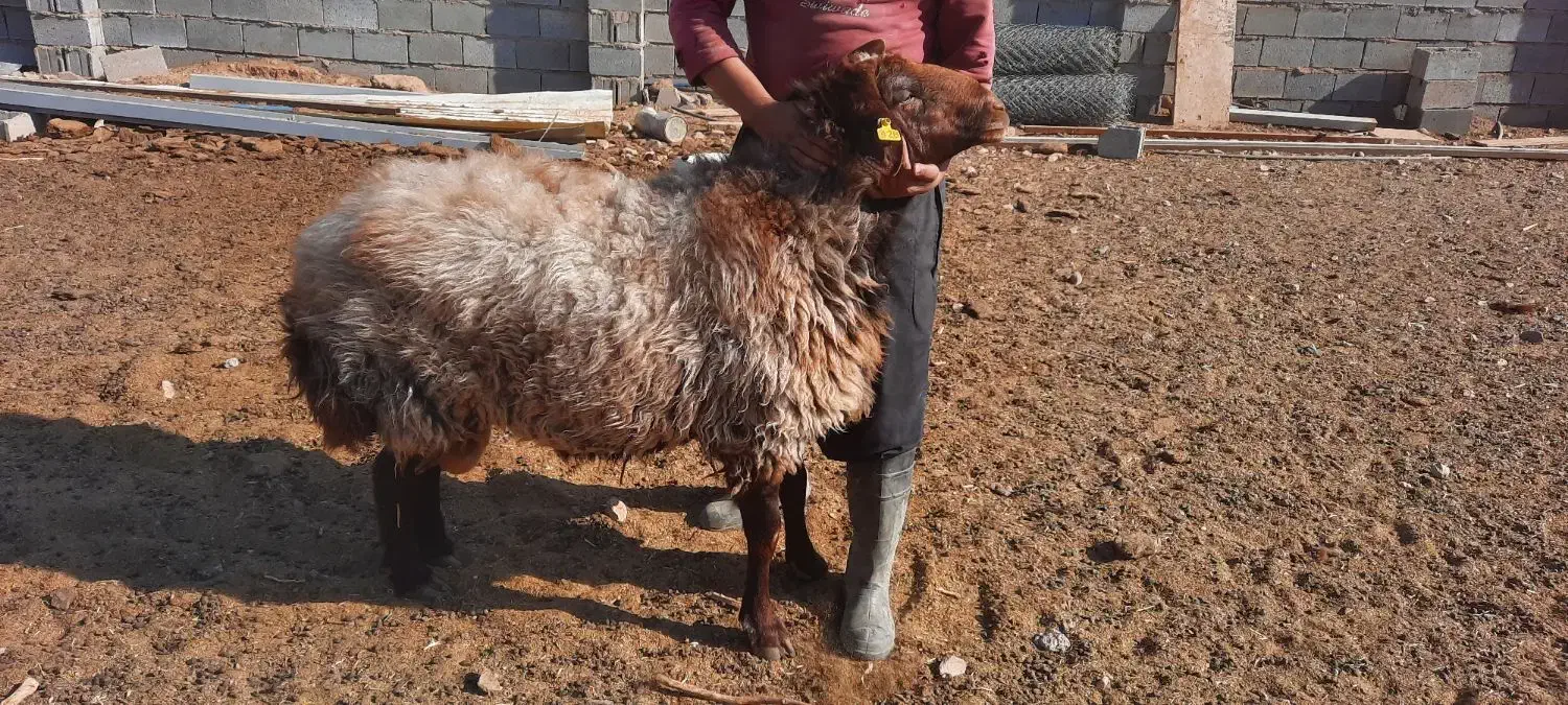 قوچ همو|حیوانات مزرعه|محلات, |دیوار