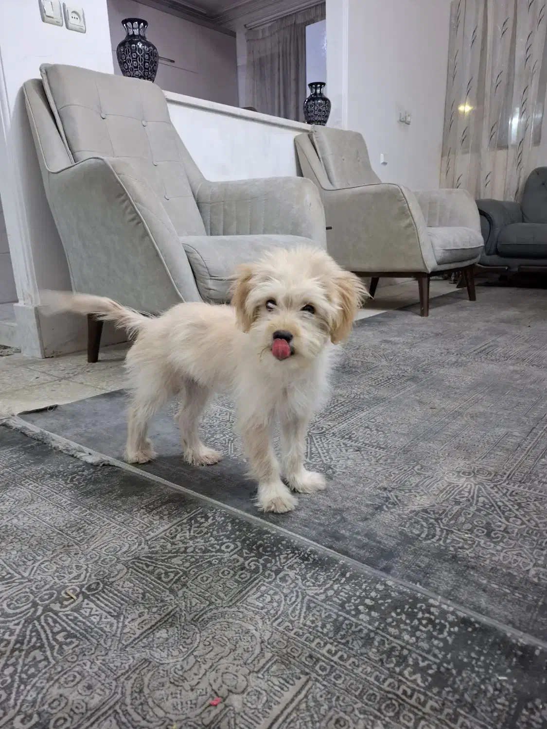 سگ خانگی|سگ|قم, صفائیه|دیوار