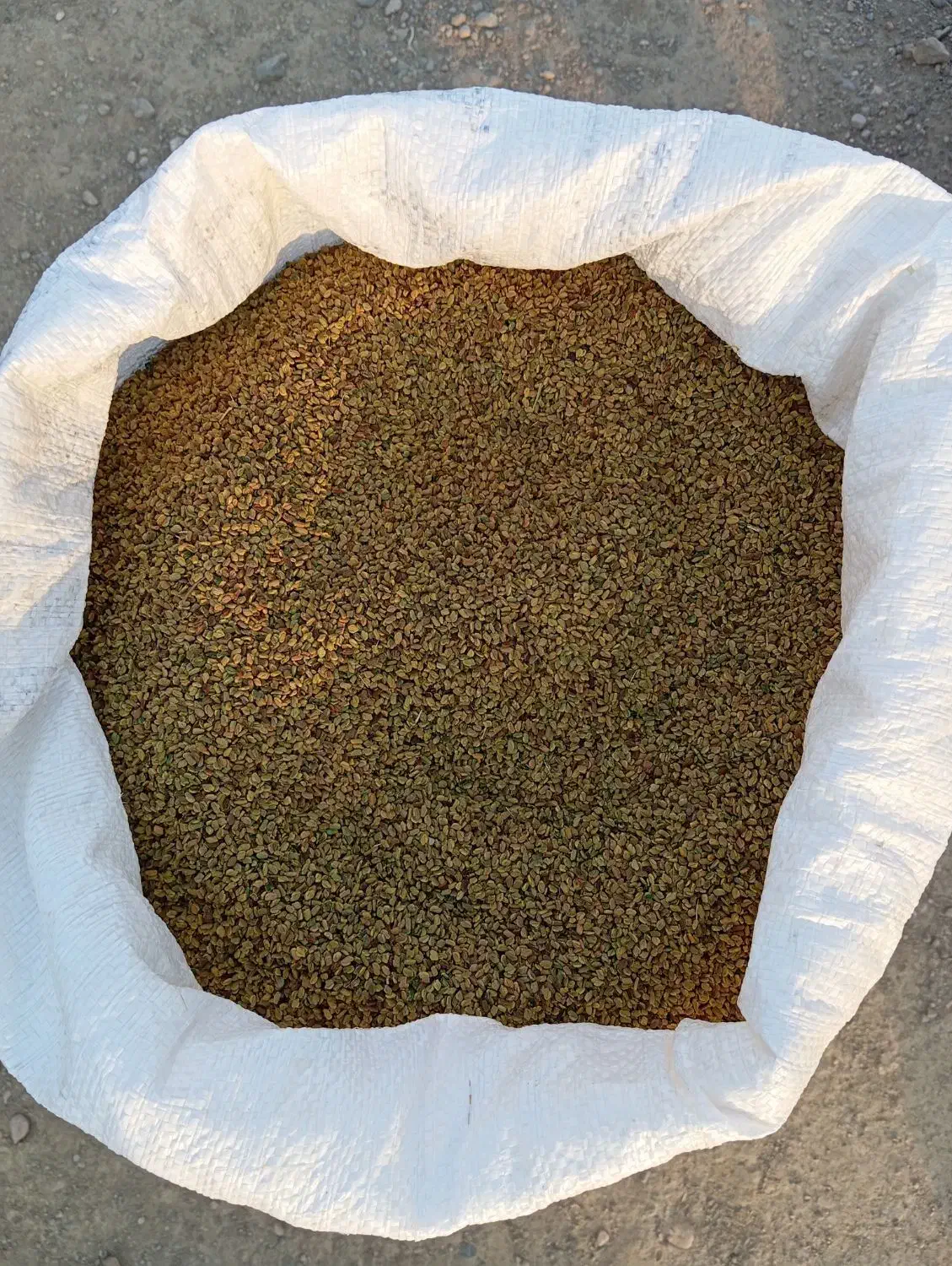 تخم شنبلیله|حیوانات مزرعه|پلدشت, |دیوار