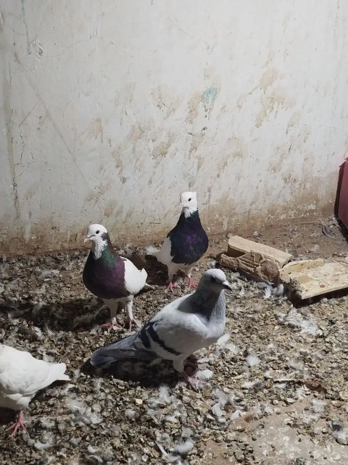 کبوتر|پرنده|تربت‌حیدریه, بالا ولایت|دیوار