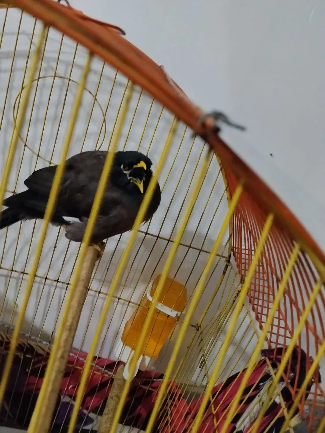 مرغ مینا|پرنده|جوادآباد, |دیوار