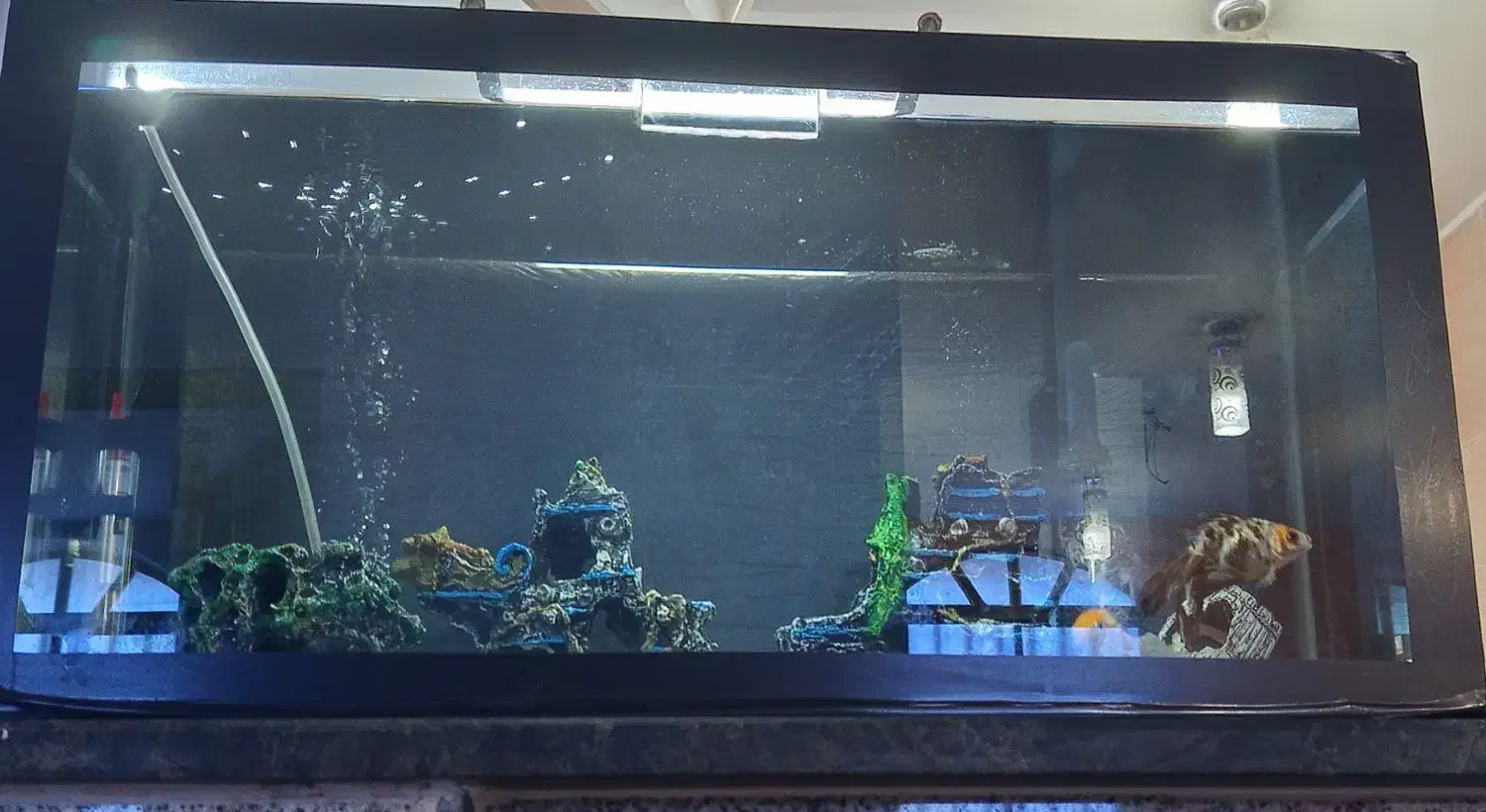 آکواریوم|ماهی|قشم, |دیوار